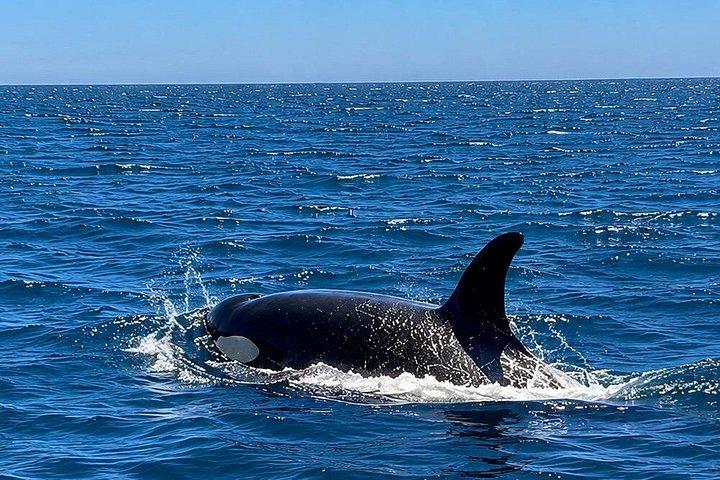 セシンブラで地元の海洋生物学者と一緒にイルカウォッチング