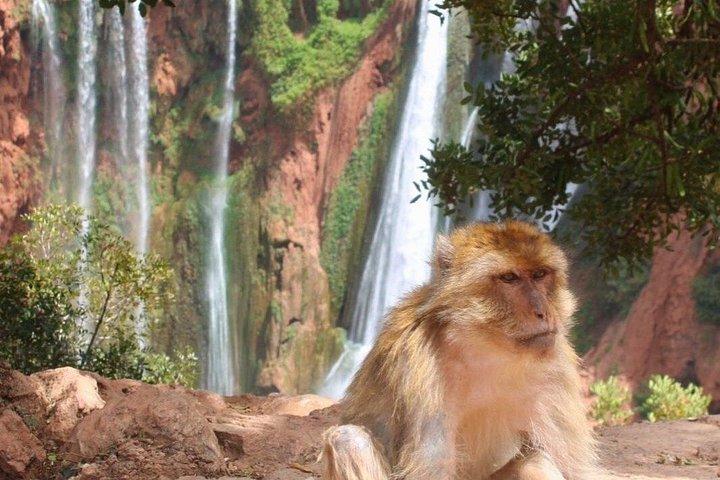 マラケシュからのオウズード滝日帰り旅行 - Cascades d'Ouzoud