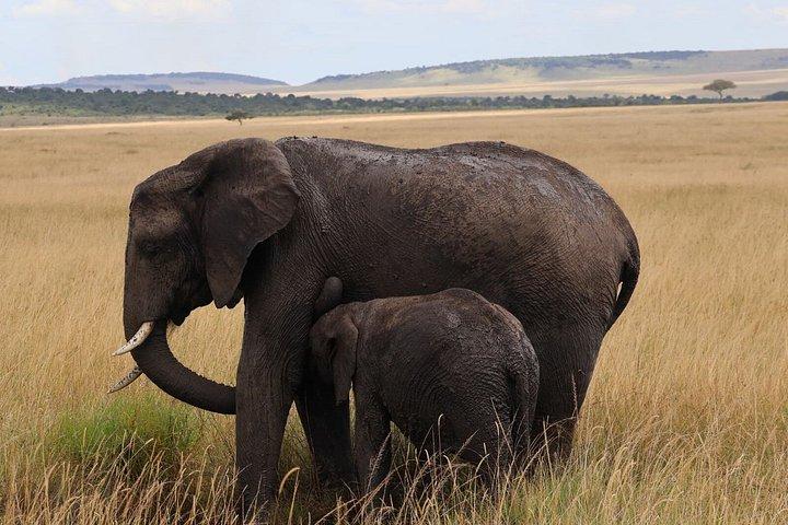 5つ星ラグジュアリーロッジで行くケニア国立公園7日間ジープツアー