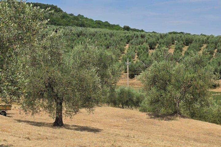 Perugia: E-Bike-Tour & Weinverkostung