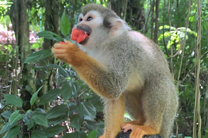 Puerto Plata Combo Shore Excursion Adventure Buggy & Monkeys