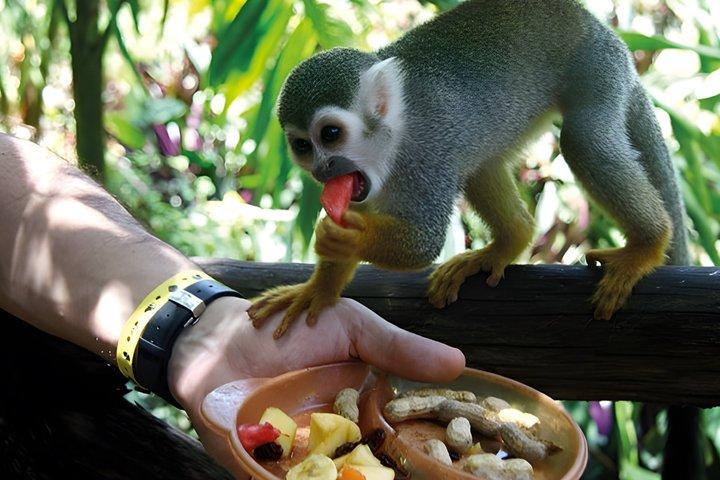 Puerto Plata Combo Shore Excursion Adventure Buggy & Monkeys