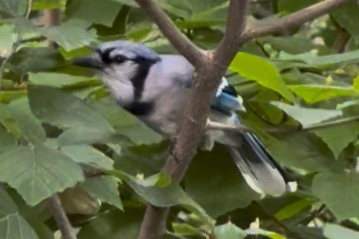 Circuit d'observation des oiseaux Junior Central Park
