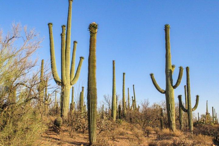 Visite d'une journée complète du parc national Saguaro Tombstone et Bisbee