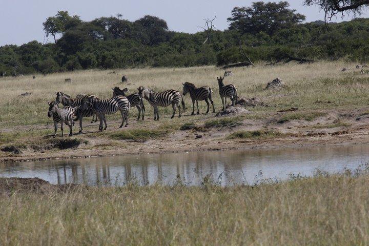Chobe viagem de dia inteiro