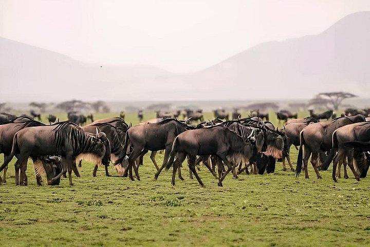 5-Day Great Migration Safari from Tanzania, Mara River and Big 5