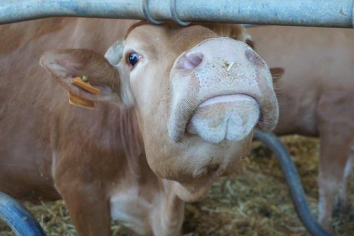 Parmigiano Reggiano van Red Cows met lunch in Reggio Emilia