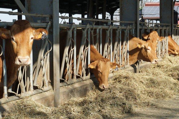 Parmigiano Reggiano van Red Cows met lunch in Reggio Emilia