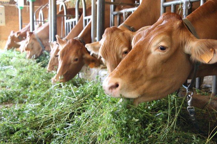 Parmigiano Reggiano van Red Cows met lunch in Reggio Emilia