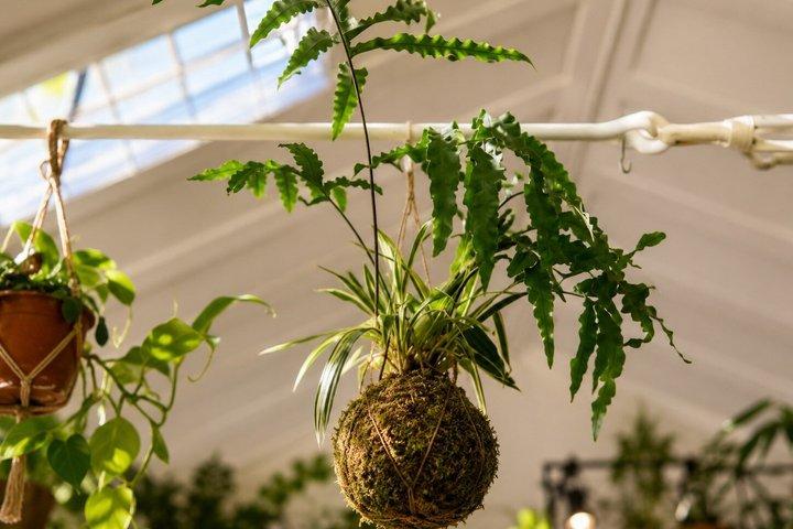 ミラノ・ナヴィリ地区で苔玉の日本語芸術に触れる