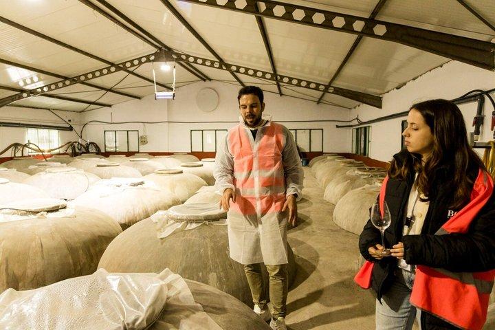 Organic Wine and Olive Oil Tour with Tapas From Málaga