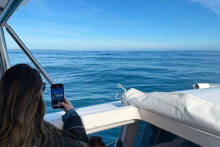 Shared Hermanus Boat Based Whale Watching and Penguin Adventure