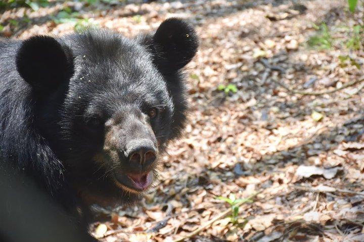 Hua Hin野生動物レスキュー＆象の保護区少人数ツアー