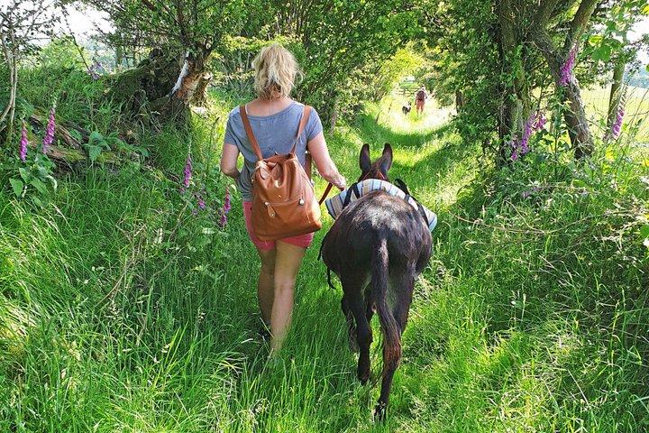 Paseos panorámicos con mini burros en las hermosas Brecon Beacons