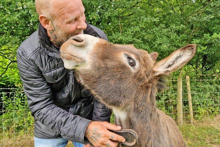 Paseos panorámicos con mini burros en las hermosas Brecon Beacons