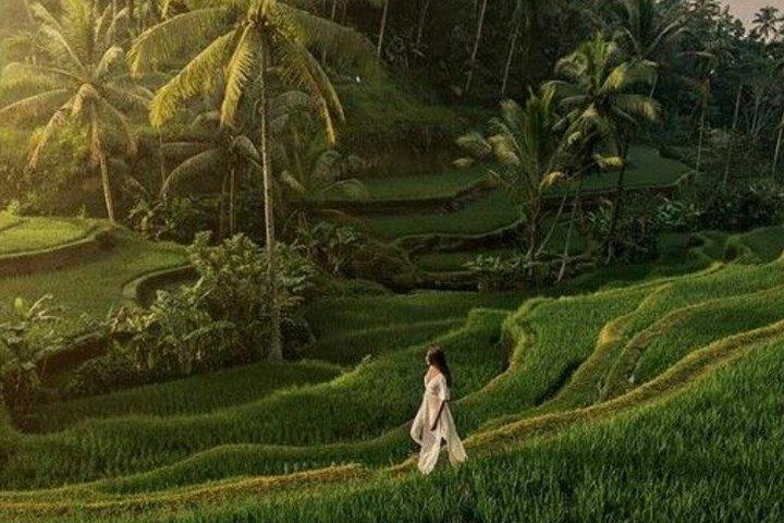 Ubud Highlights Customized Full-Day Private Tour