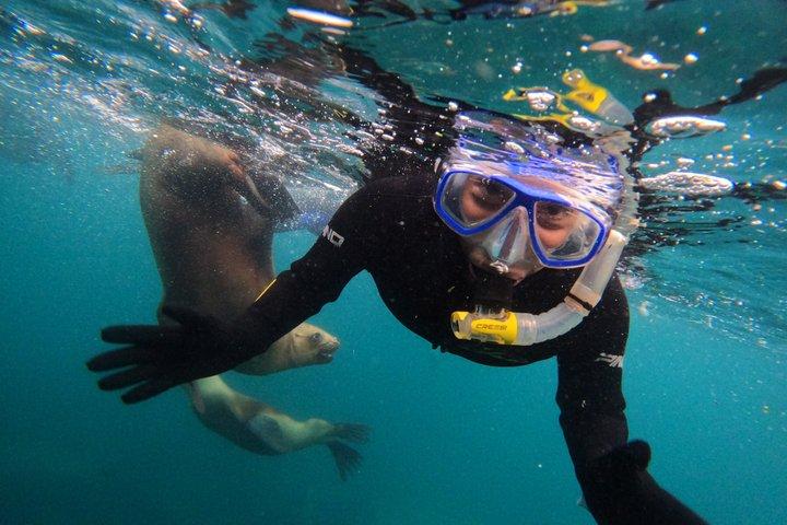 Snorkling med Sea Lions