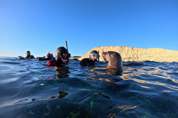 Snorkeling con leones marinos