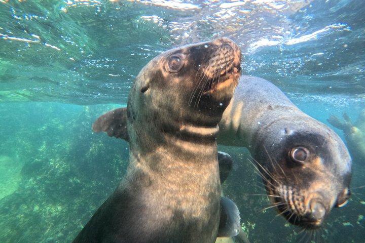 Snorkeling con leones marinos