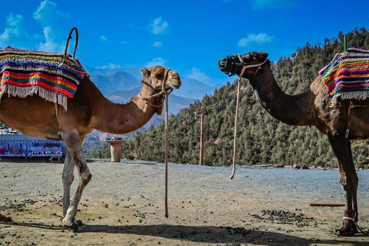 Ourika Valley Day Trip from Marrakech Culture and Nature Awaits