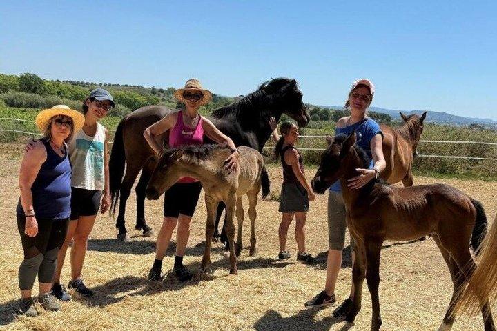 ペネデス地方での馬術体験、ワイナリー見学、ワインテイスティング
