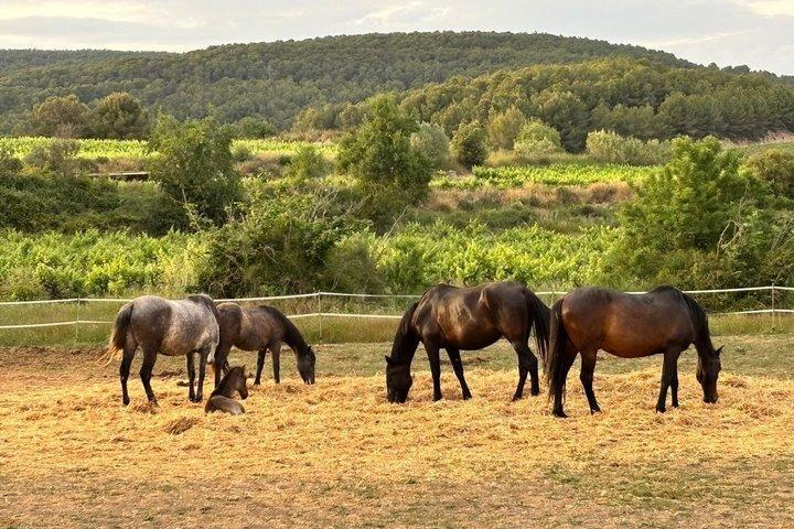 ペネデス地方での馬術体験、ワイナリー見学、ワインテイスティング