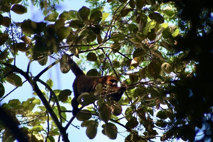 Rio : Tijuca Rainforest Hike, Vida Silvestre, Cataratas e Cavernas