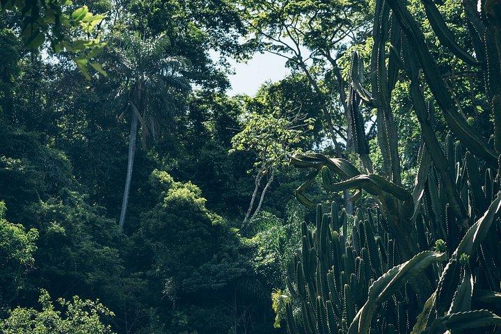 Rio : Tijuca Rainforest Hike, Vida Silvestre, Cataratas e Cavernas