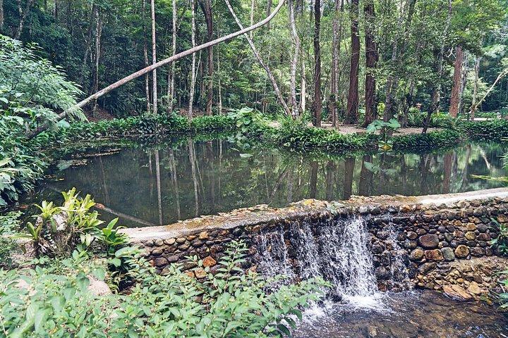 Rio : Tijuca Rainforest Hike, Vida Silvestre, Cataratas e Cavernas