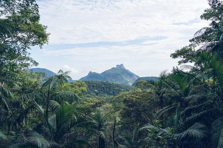 Rio : Tijuca Rainforest Hike, Vida Silvestre, Cataratas e Cavernas