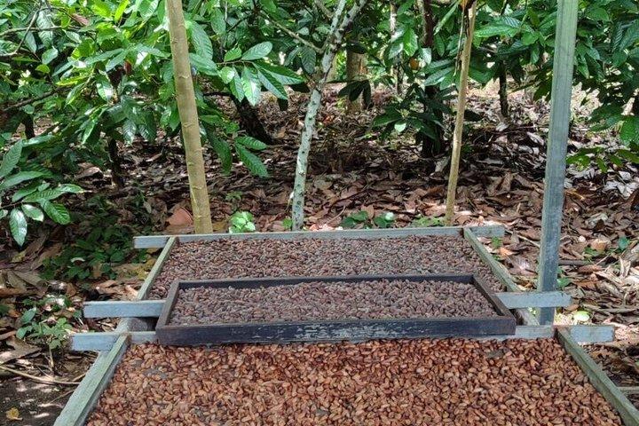 Tour de chocolate Don Olivo