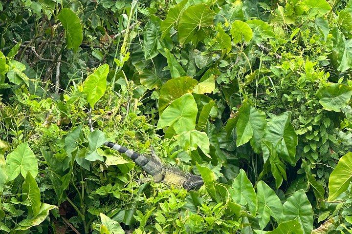 パナマ運河を巡る動物サファリとフルーツマーケット