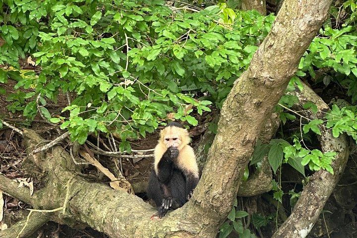 パナマ運河を巡る動物サファリとフルーツマーケット