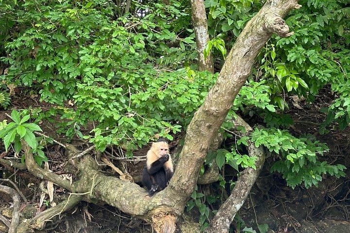 パナマ運河を巡る動物サファリとフルーツマーケット