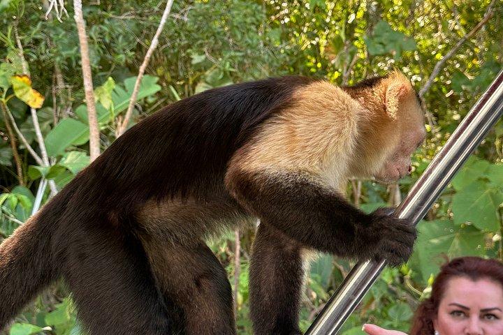 パナマ運河を巡る動物サファリとフルーツマーケット