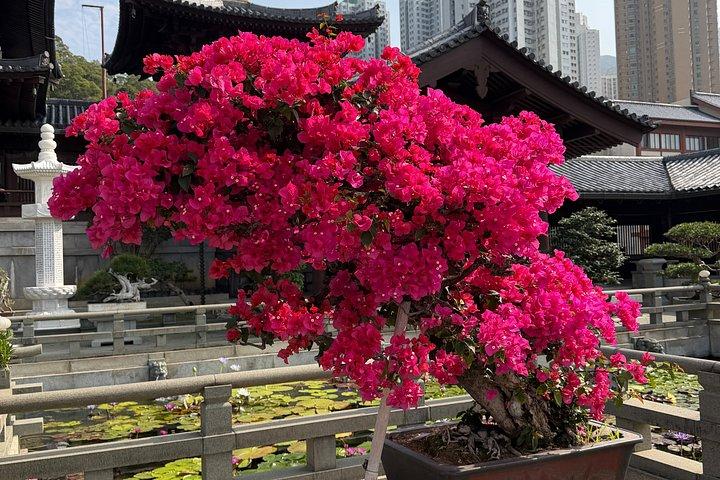 Private 4-Hour Hong Kong City Tour – Customized Experience