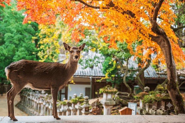 奈良：英語ガイド付きアトラクションツアー必見