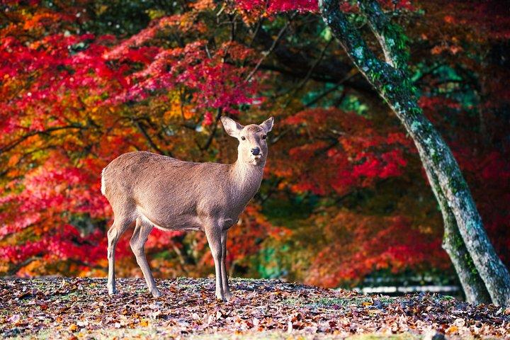 秋の奈良公園東大寺赤目の滝など大阪から