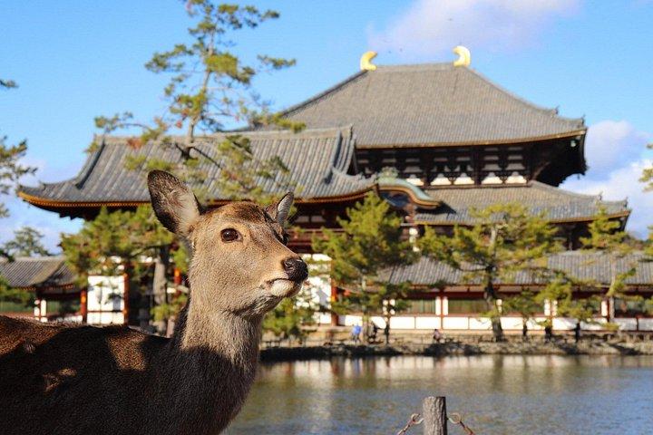 秋の奈良公園東大寺赤目の滝など大阪から