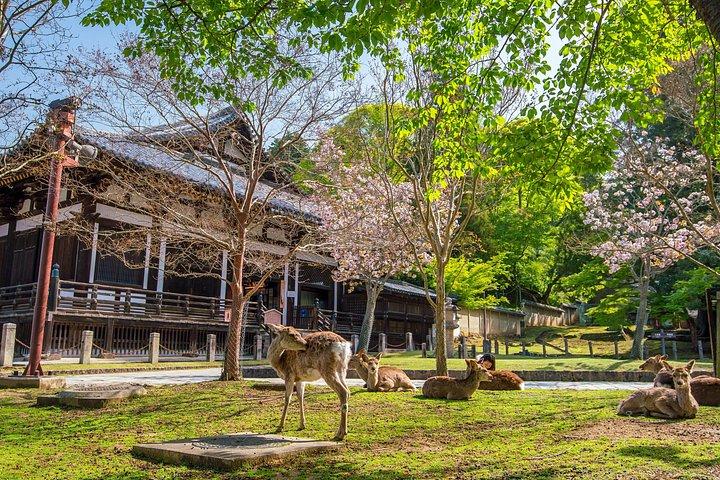 秋の奈良公園東大寺赤目の滝など大阪から