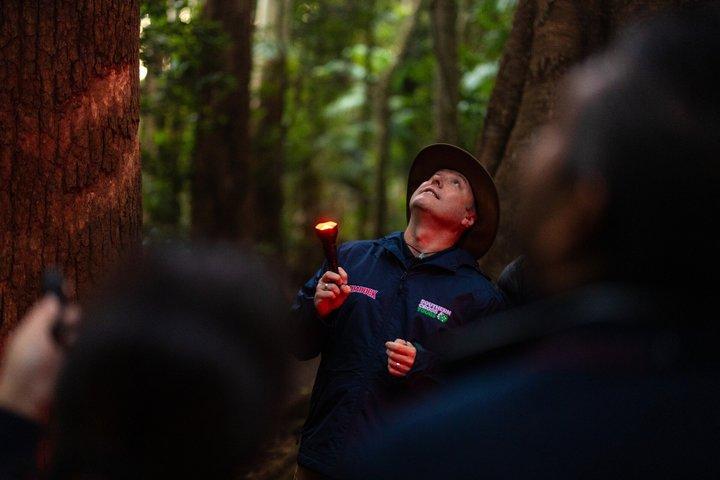 Evening Rainforest & Glow Worm Tour from Gold Coast