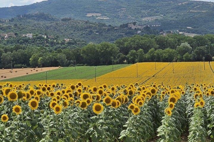 Perugia: E-Bike-Tour & Weinverkostung