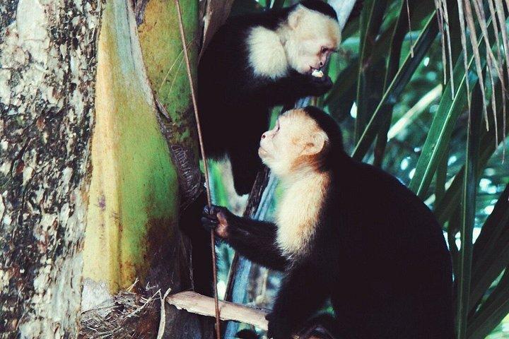 パナマ運河を巡る動物サファリとフルーツマーケット