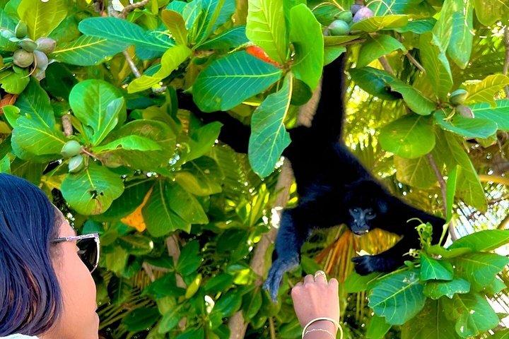 パナマ運河を巡る動物サファリとフルーツマーケット