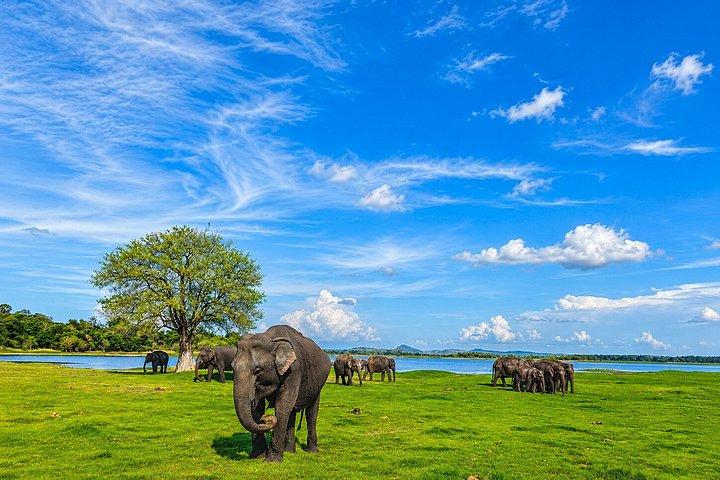 ミンネリア国立公園 プライベート象野生動物サファリ
