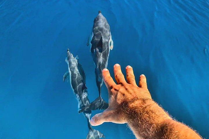 マニルバでのイルカウォッチング
