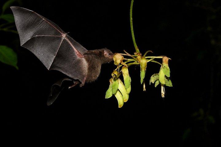 Guided Night Tour in Monteverde Cloud Forest
