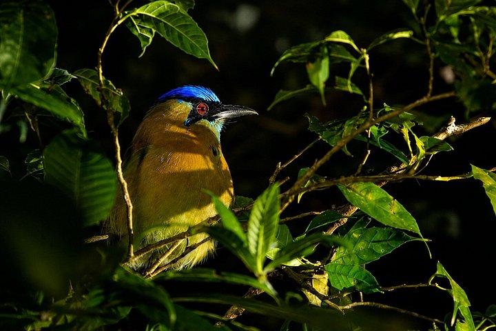 Guided Night Tour in Monteverde Cloud Forest