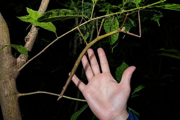 Guided Night Tour in Monteverde Cloud Forest