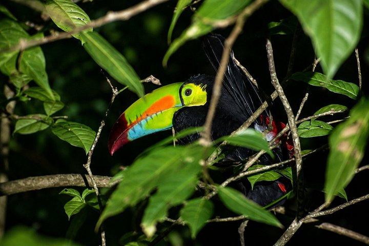 Guided Night Tour in Monteverde Cloud Forest